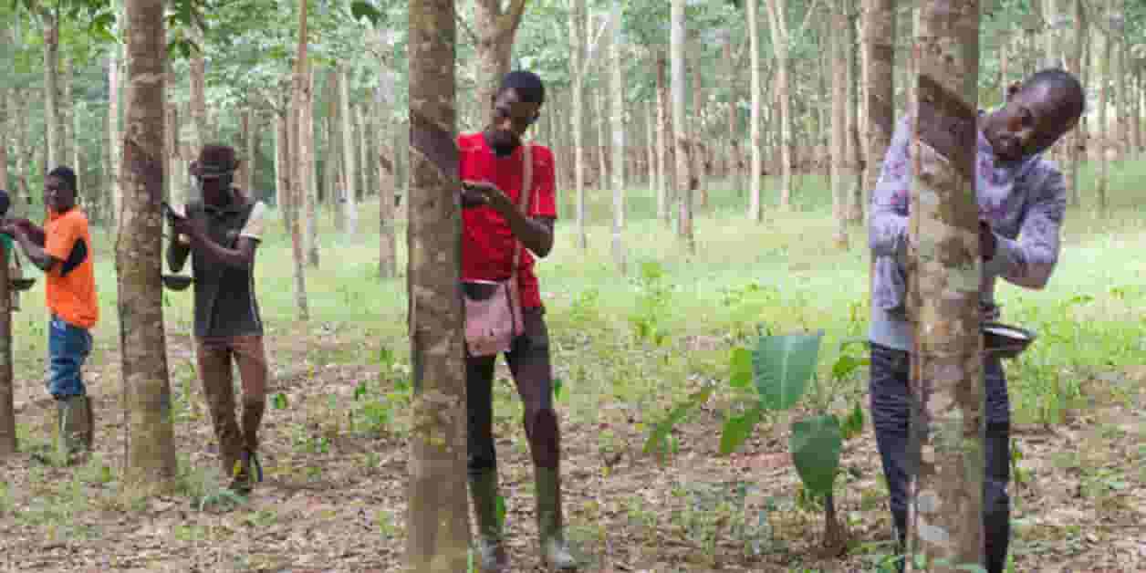 Côte d’Ivoire : Olam Agri redouble d’ambition dans le coton et l’hévéa ...
