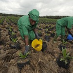 Des plantations d’huiles de palmes à Irobo, en Côte d’Ivoire, le 12 juin 2013. © Nabil Zorkot pour Jeune Afrique