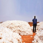 Bon Thiahoun, un producteur de coton OGM du village de Pê (Houndé, dans le sud-ouest du Burkina), au milieu de la récolte de l’année dernière. © THÉO RENAUT POUR J.A.