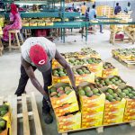 À Dakar, l’entreprise Safina récolte et trie les mangues destinées à la France. © SYLVAIN CHERKAOUI pour JA