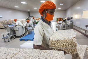 Usine de décorticage de noix de cajou du holding nigérian Tropical General Investment (TGI), au Bénin, en novembre 2017. © Jacques Torregano pour JA