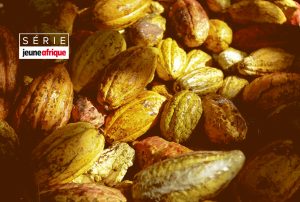Cabosses de cacao. © The New York Times / REA.