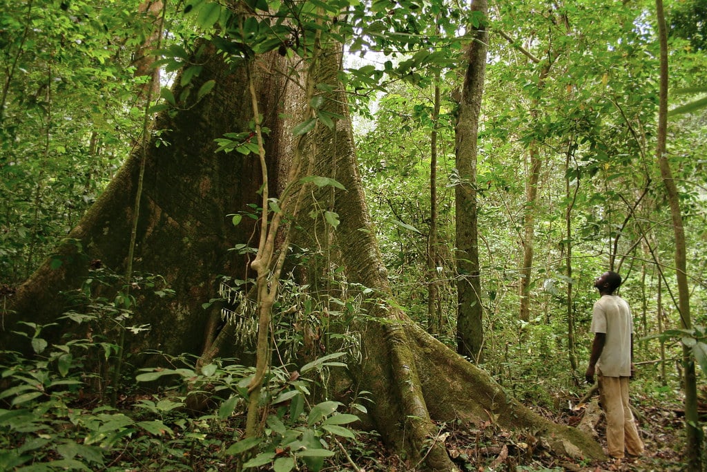 Dans la forêt primaire de la province de l'Estuaire, au Gabon, en 2006 (Illustration) &copy; Creative Commons / Flickr / Axel Rouvin