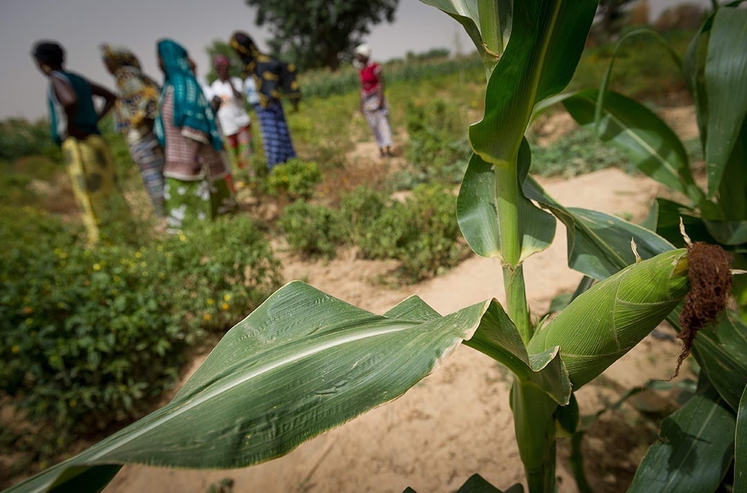 Burundi : L'agriculture hors-sol pour faire face à la rareté des terres -  Afrique Sub-Saharienne