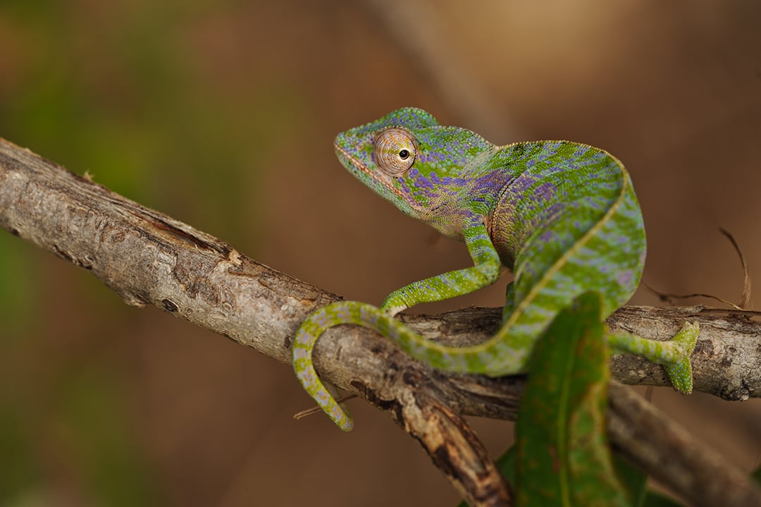 Un caméléon Furcifer viridis &copy; Evrard Wendenbaum &#8211; Naturevolution