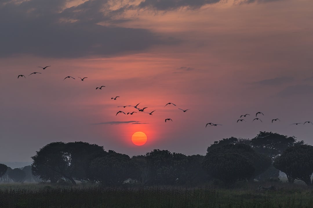 Vol d’oiseaux sauvages à Kavanyongi, au nord du lac Édouard, en RDC. &copy; Brent Stirton/Getty Images for WWF-Canon