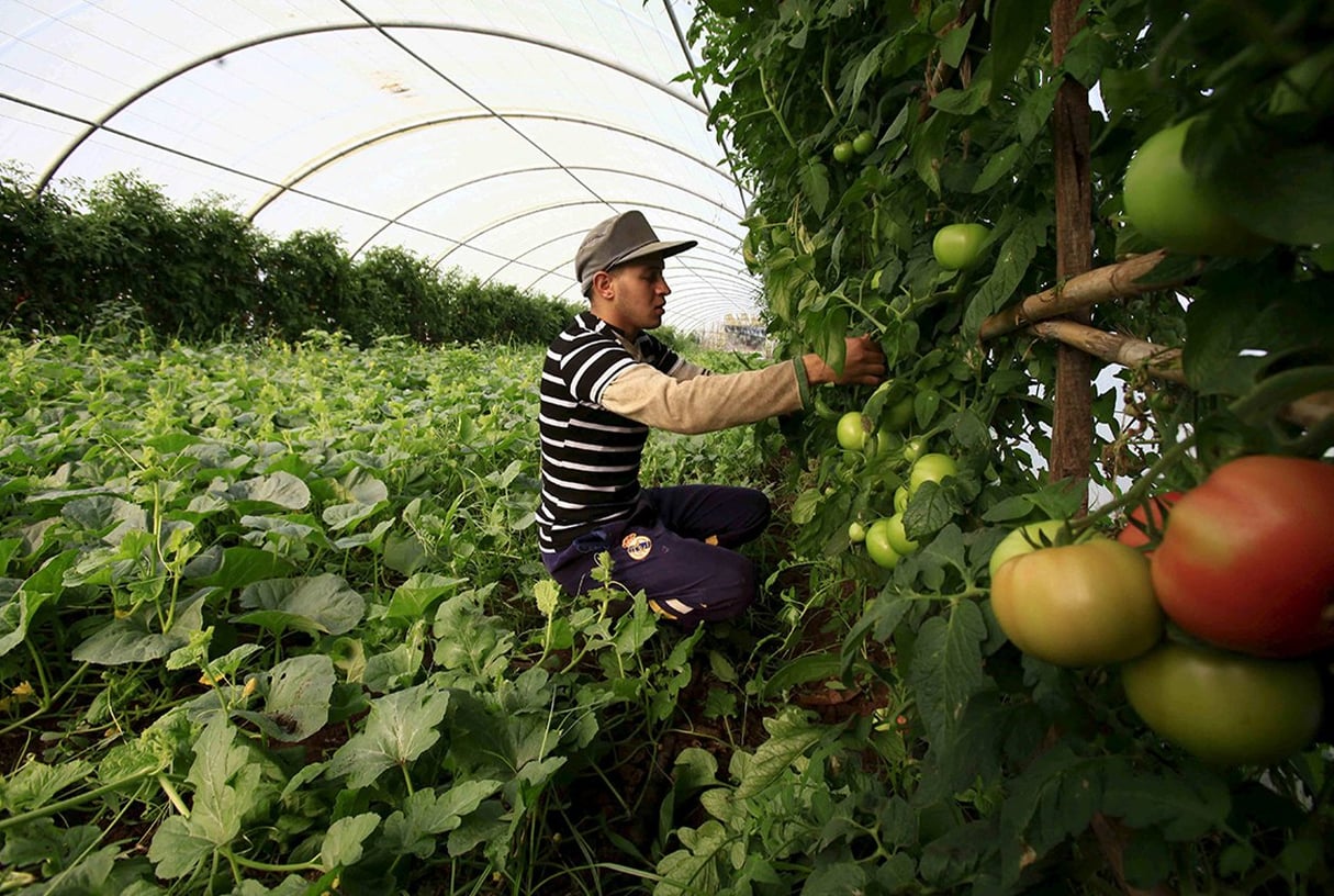 Récolte de tomates à Tipaza, à l’ouest d’Alger. © Ramzi Boudina / Reuters