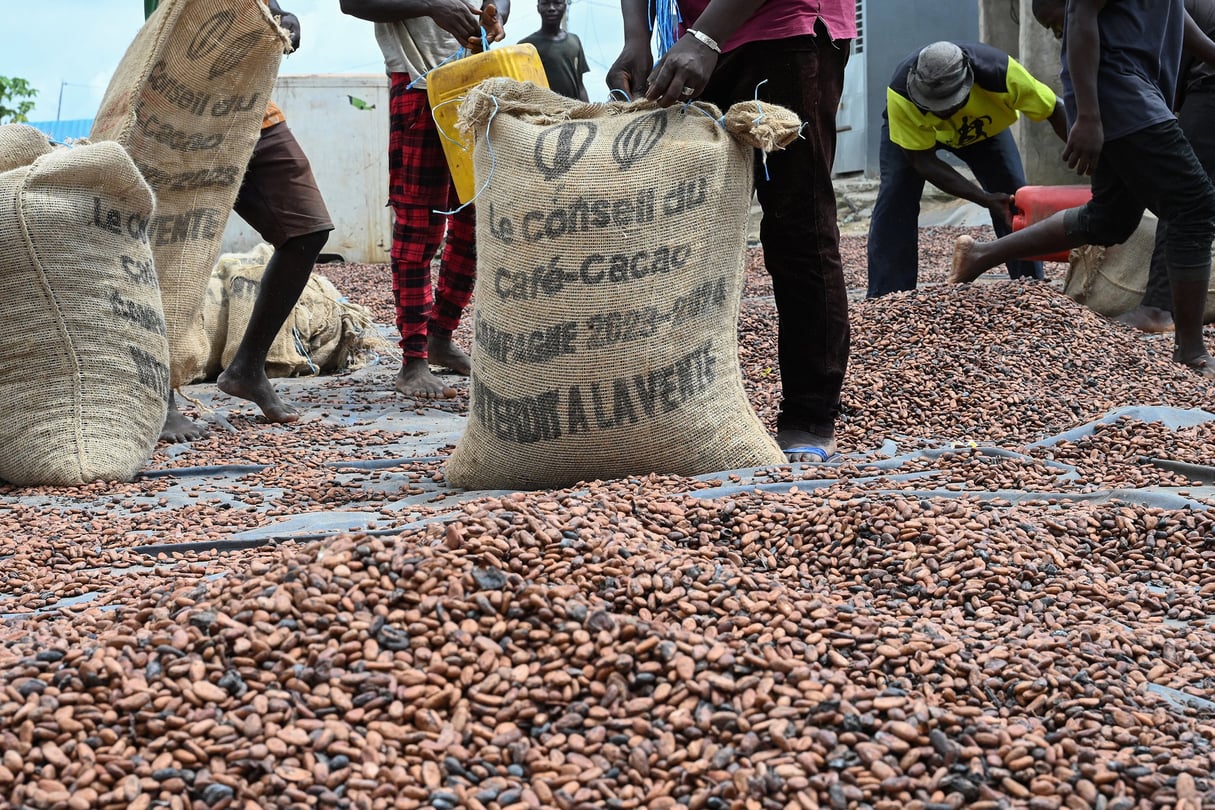 Les travailleurs collectent des fèves de cacao dans le village de Hermankono © Sia KAMBOU / AFP