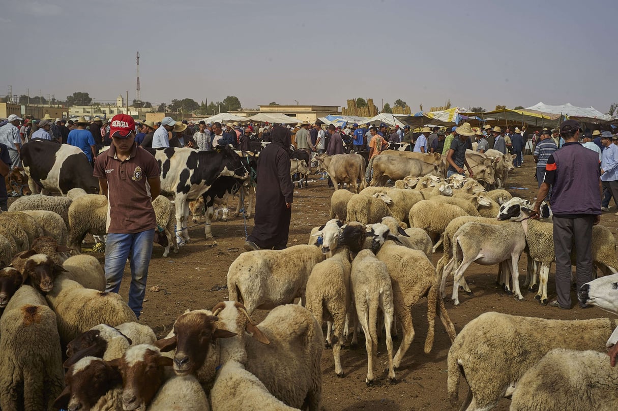 Des acheteurs déambulent dans le marché de Lagfaf, près de Khouribga, au centre du Maroc, avant de célébrer la fête de l’Aïd el-Kebir (septembre 2016). © Abdeljalil Bounhar/AP/SIPA