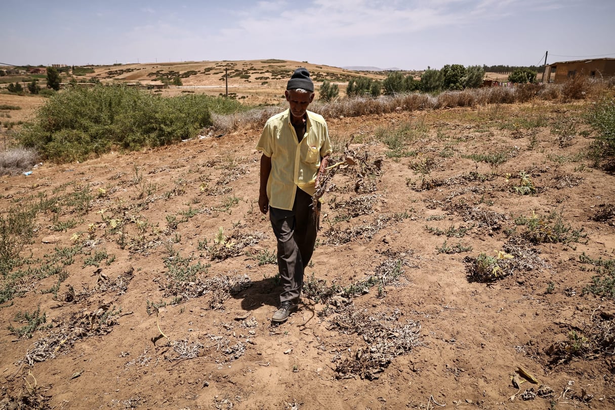 Un homme inspecte ses cultures endommagées dans un champ cultivé de la ville de Sidi Slimane, à environ 120 km de Rabat, le 24 juin 2024. © FADEL SENNA / AFP