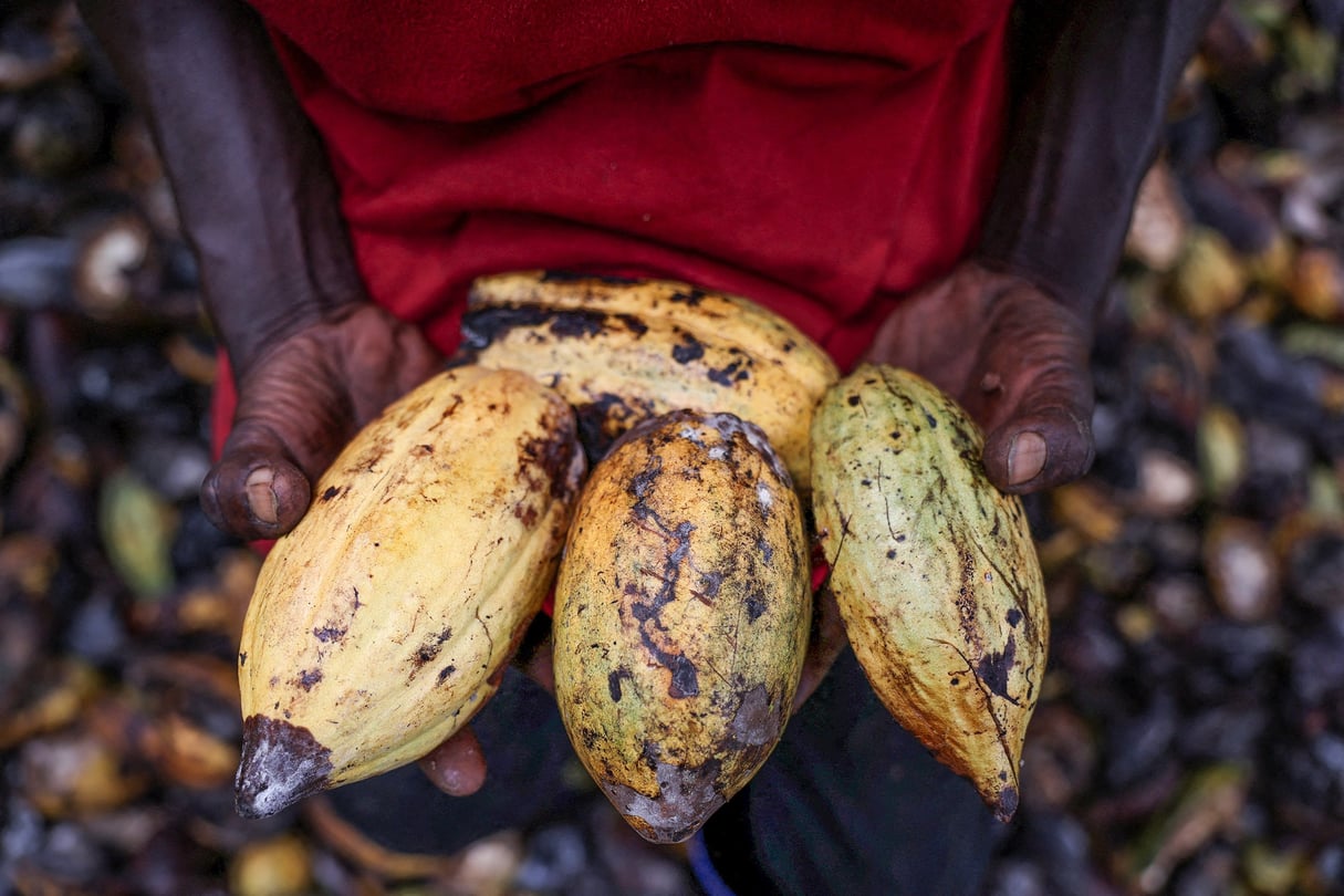 Cabosses de cacao récoltées dans une ferme de l’État de Cross River, au Nigeria, le 24 avril 2025. © Sodiq Adelakun/Reuters