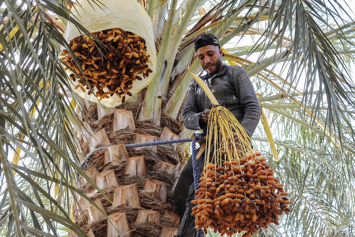 Les dattes sont désormais le produit algérien le plus importé au Maroc. © Xinhua/ REA.