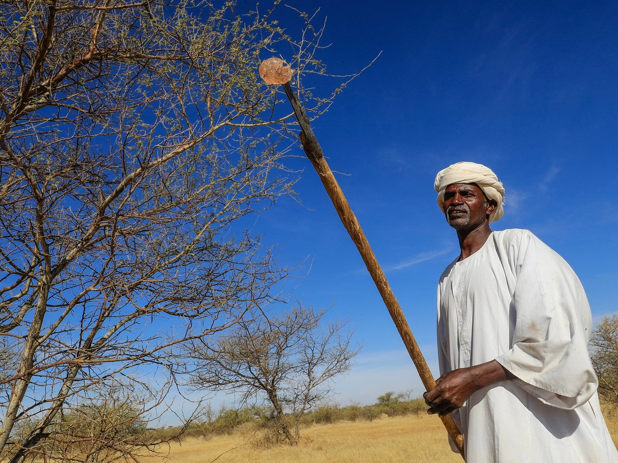 Sève d’acacia fraîchement récoltée dans la forêt de Demokaya, au Soudan, en janvier 2023.