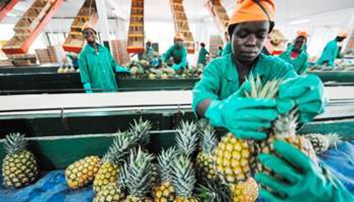 Victimes collatérales, entre autres, de la libéralisation des échanges : l’ananas ivoirien © AFP