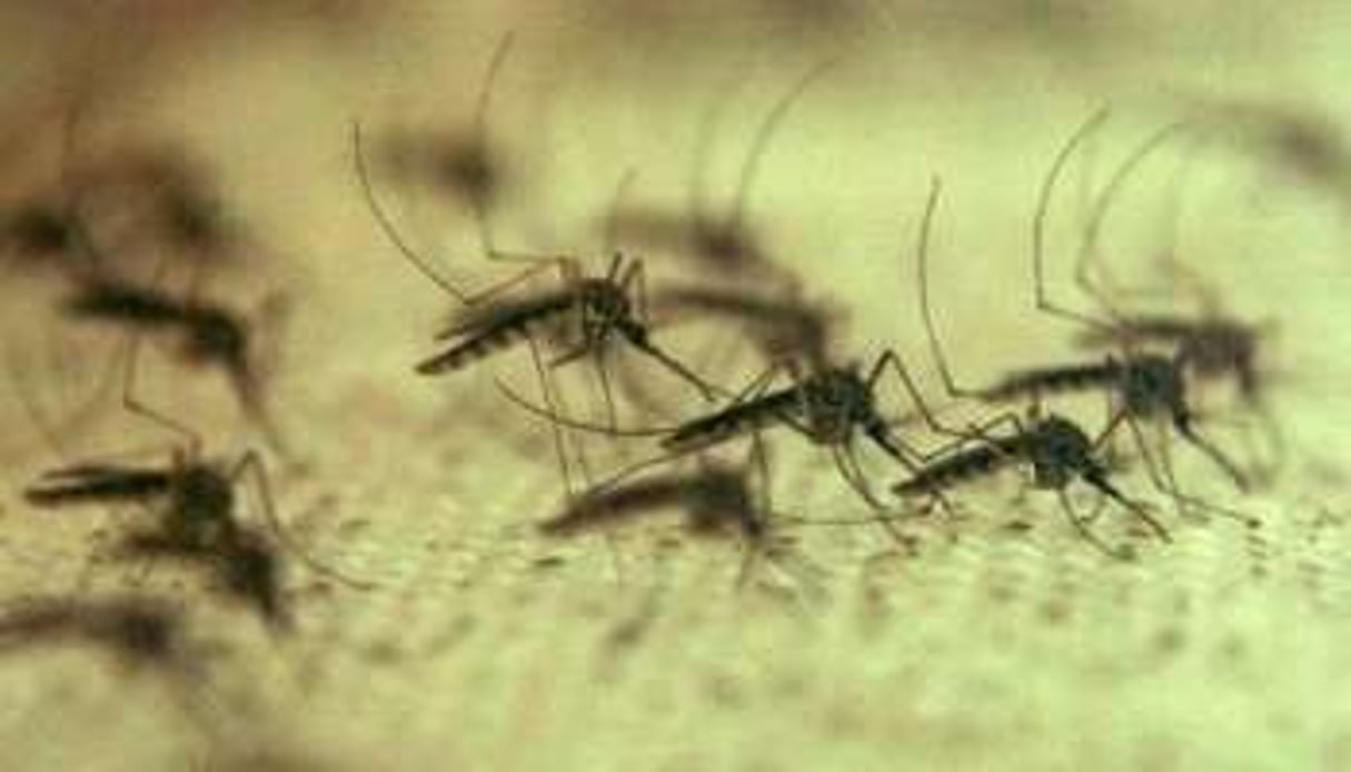 Des moustiques utilisés pour des recherches au centre d’études sur les maladies, à Taipei. © AFP