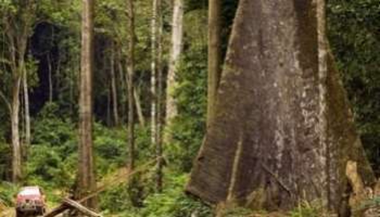 Le secteur du bois pèse 6 % du PIB gabonais. © AFP