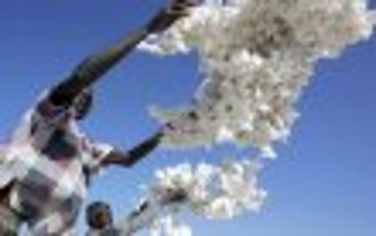 Avec ou sans OGM ? Au Burkina, les producteurs de coton sont divisés © AFP