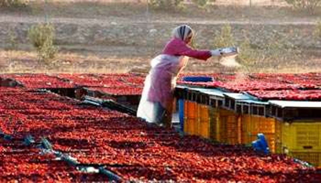 Séchage de tomates récoltées sur le domaine, près de Tebourba. © Pol Guillard/Les Moulins Mahjoub
