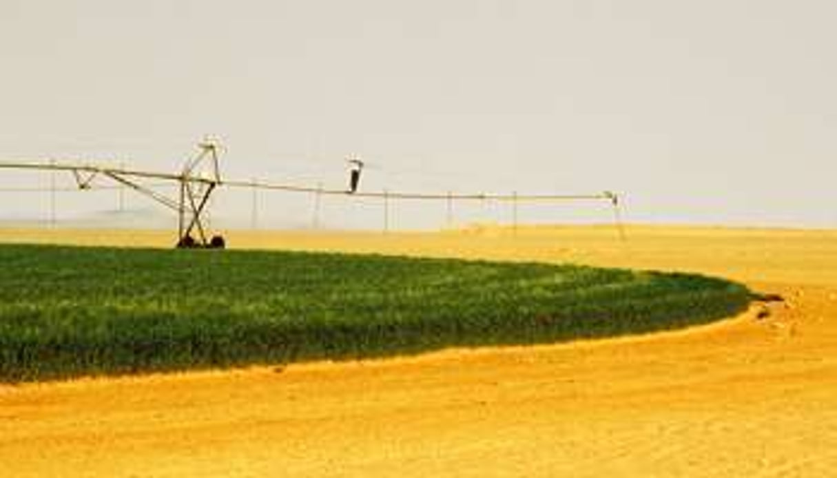 irrigation dans la région d’Adrar, dans le sud du pays. © Agostino Pacciani