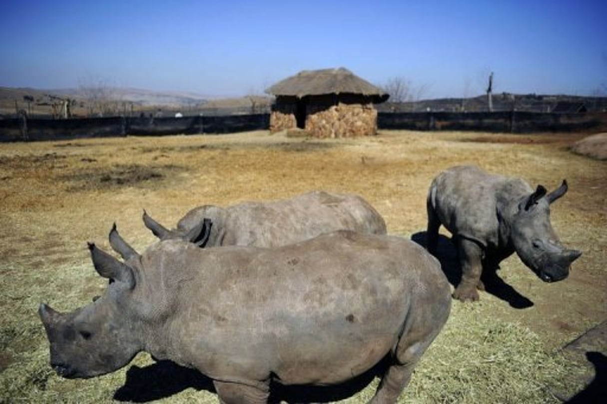 Le braconnage « moderne » décime les rhinocéros en Afrique du Sud © AFP