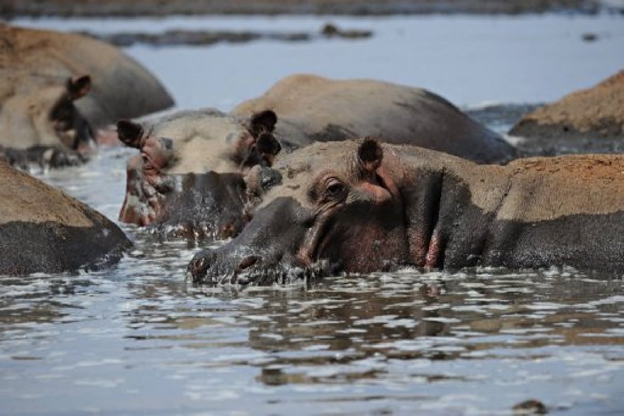 Ouganda: 83 hippopotames victimes de la maladie du charbon © AFP