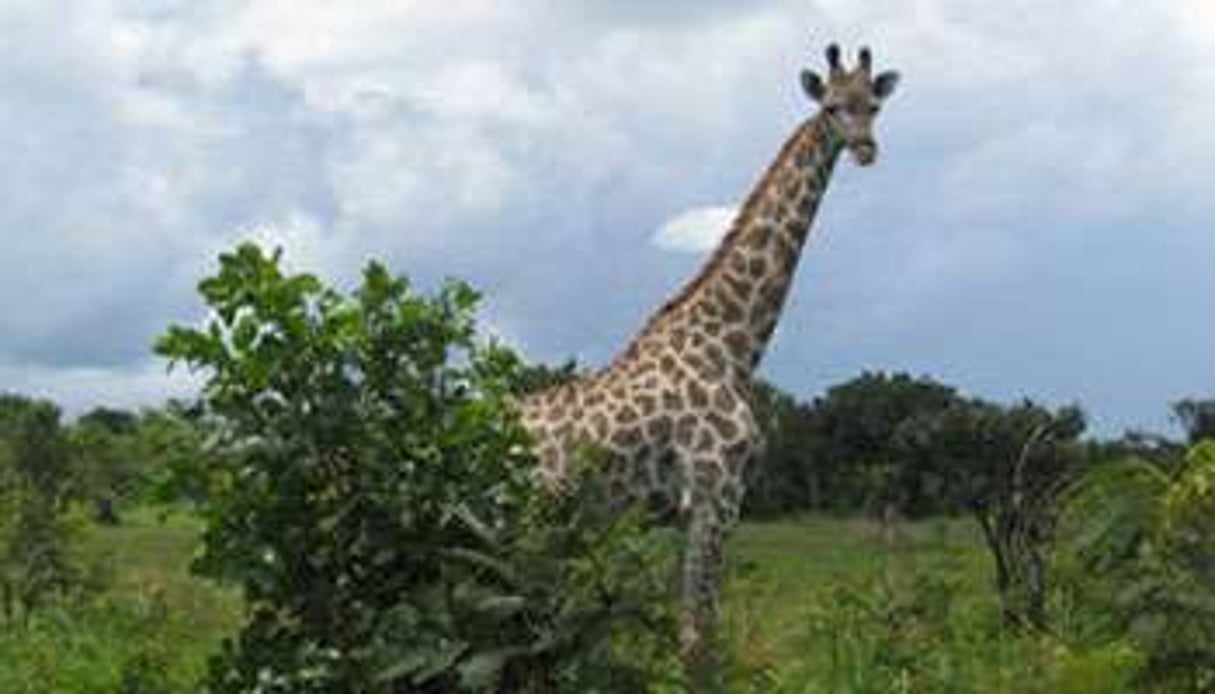 Une des girafes importées de Namibie dans le Muyambo Park. © www.muyambopark.cd