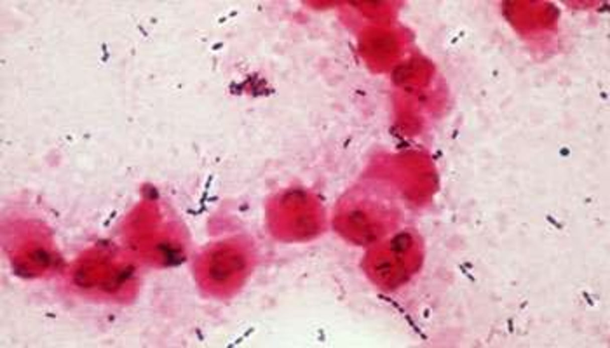Photo non datée d’une bactérie du genre des streptocoques. © AFP