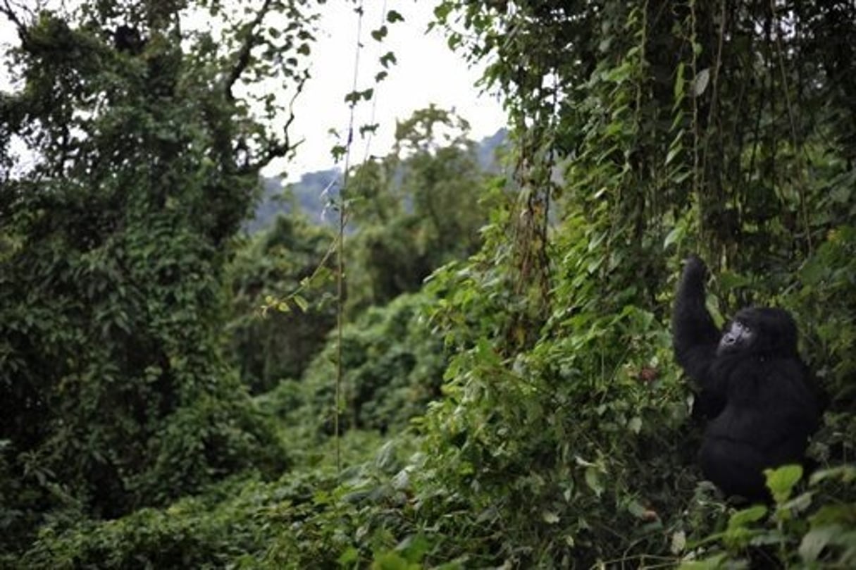Sommet sur la biodiversité: l’Afrique prépare sa position au Gabon © AFP