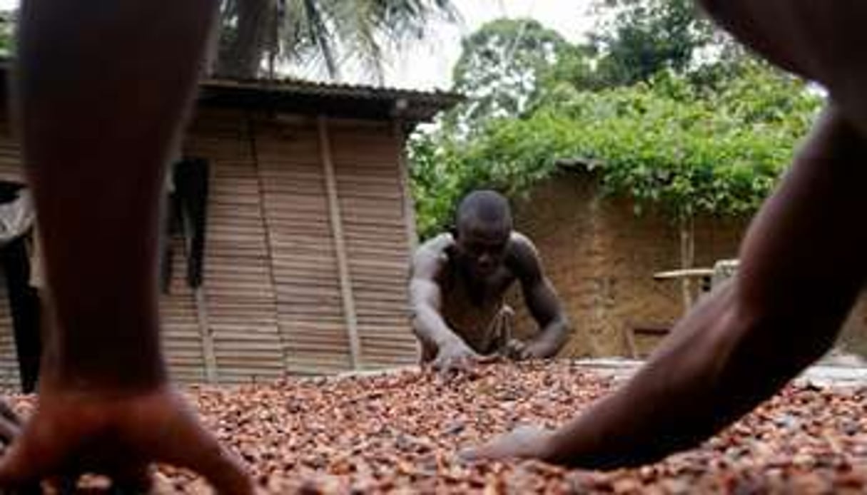 Une plantation de cacao à San Pedro. © Reuters