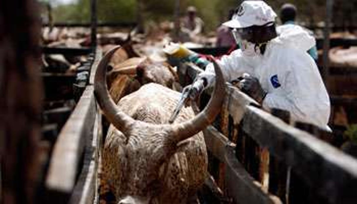 La FAO recommande la vaccination des troupeaux. © RADU SIGHETI/REUTERS