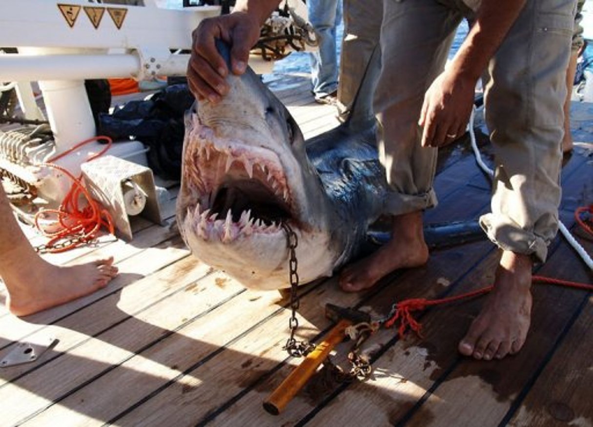 Egypte: Un requin attaque une femme dans le sud du Sinaï