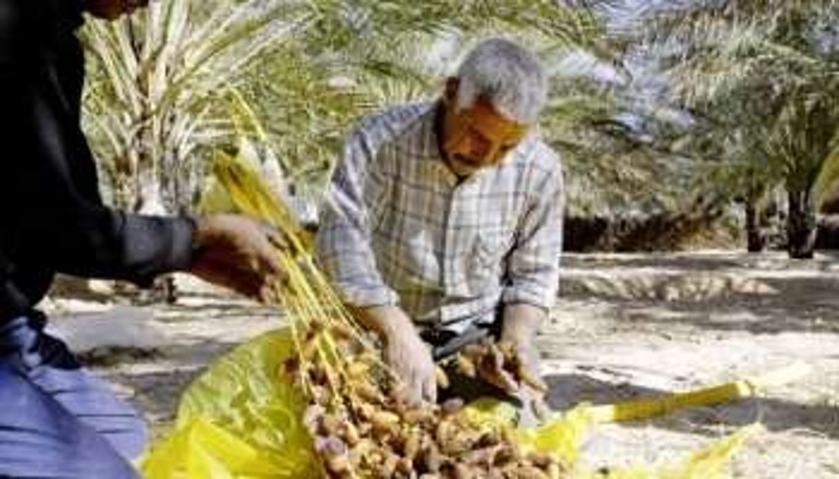 Culture de la datte à Blidet, dans le sud tunisien. © Nicolas Fauqué / Imagesdetunisie.com