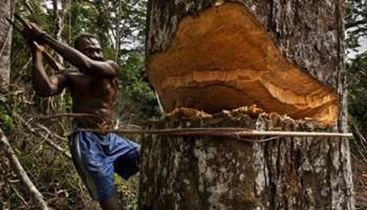 Un pygmée abat un arbre, à Kika, en juin 2010. © AFP