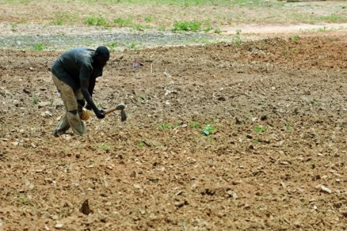 Au Mali, comme ailleurs en Afrique, la cession de terres crée la polémique © AFP
