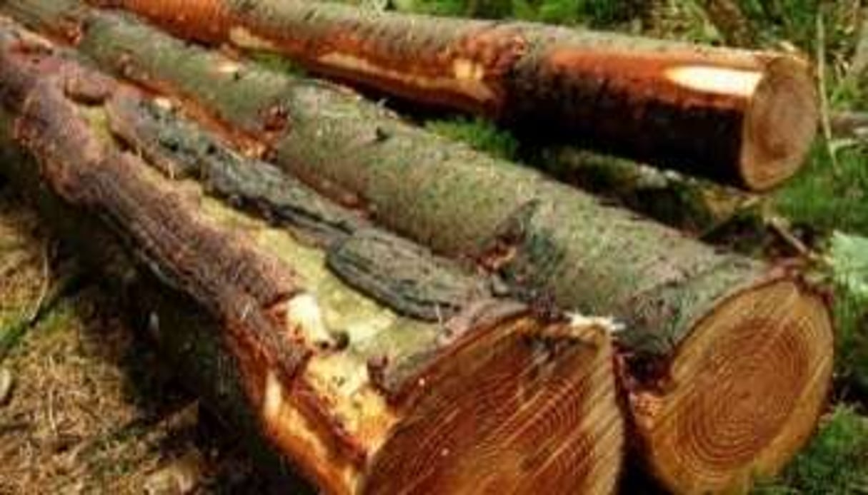 Le bois constitue la deuxième source de richesse du Congo-Brazzaville © AFP