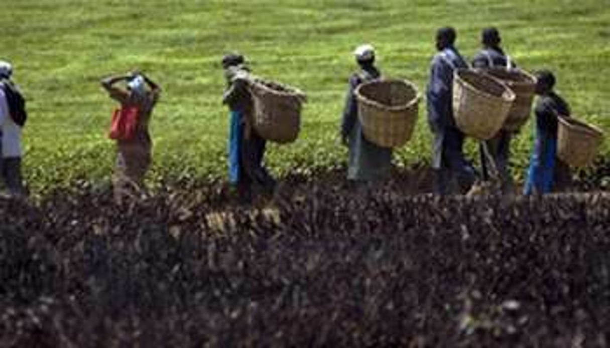 Culture du thé au Kenya. © AFP