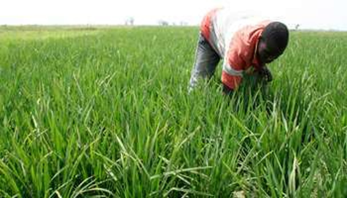 En 2010, 600 000 tonnes de riz ont été produites dans la zone. © Emmanuel Daou Bakary/J.A.