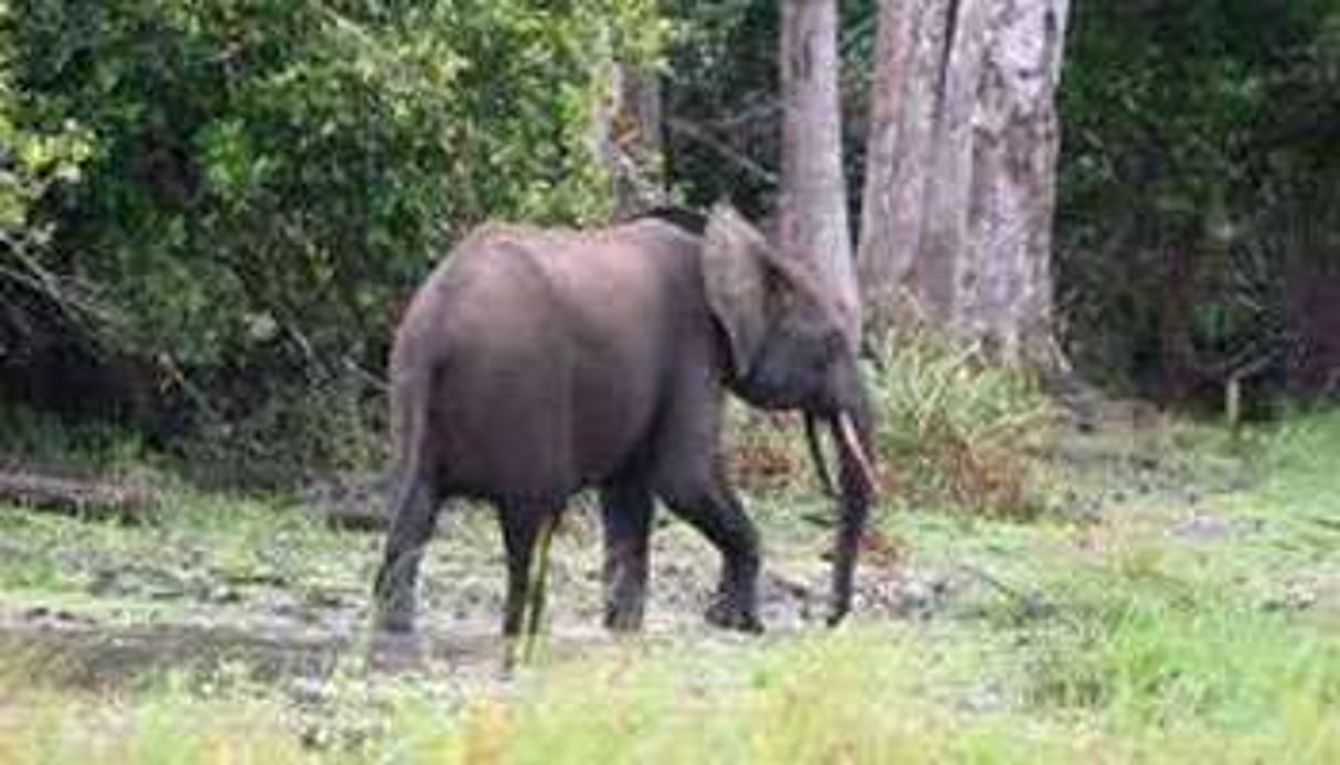 Il ne reste plus que quelques dizaines de milliers d’éléphants dans les forêts gabonaises. © D.R.