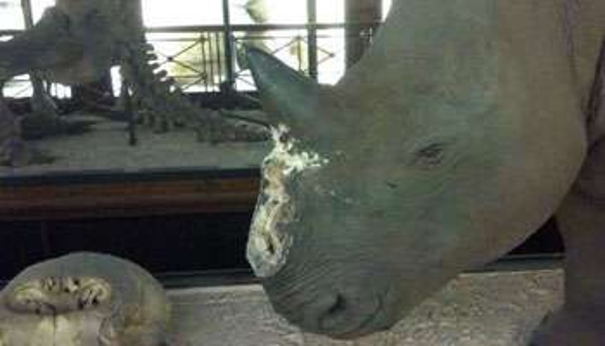 Photo du Musée d’histoire naturelle montrant un rhinocéros auqul il manque une corne. © AFP/National History Museum