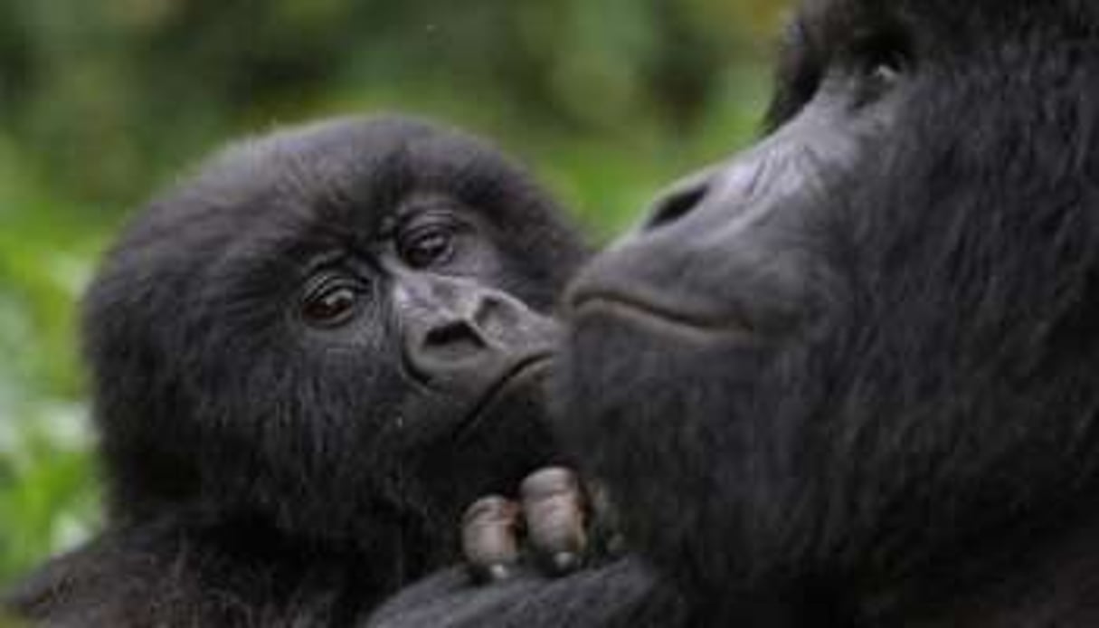 Les sites ciblés sont connus notamment pour leur population de gorilles de la plaine. © AFP