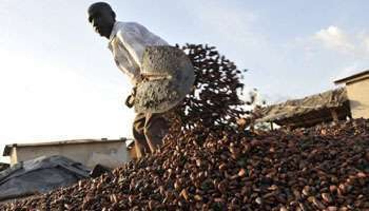 Les barons de la filière café-caaco sont revenus en Côte d’ivoire, mais sur la pointe des pieds. © AFP