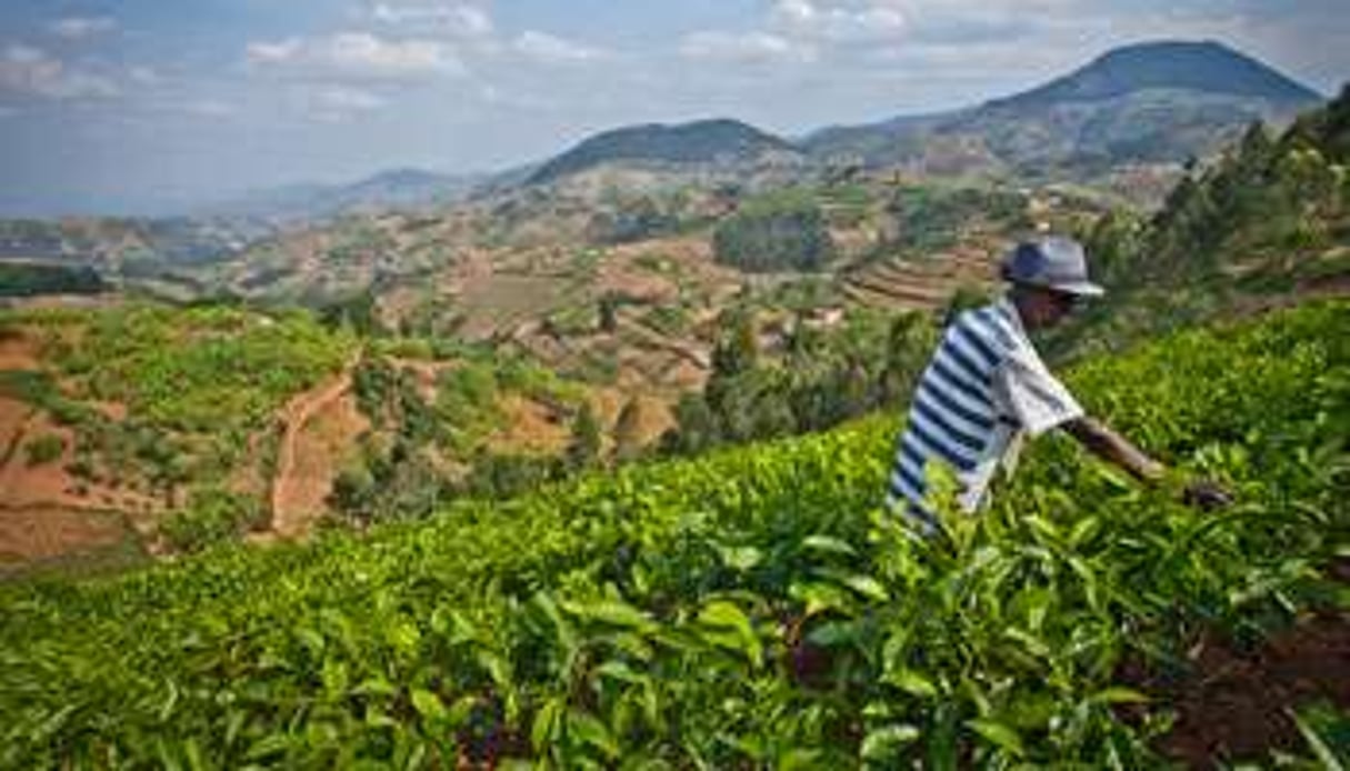 Les plantations de thé ne cesse de s’étendre. © Antonin Borgeaud
