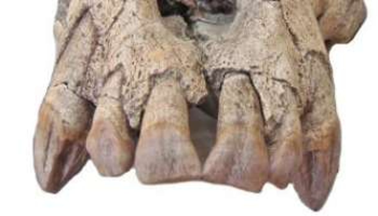 Le crâne d’un singe vieux de 20 millions d’années a été découvert en Ouganda. © DR
