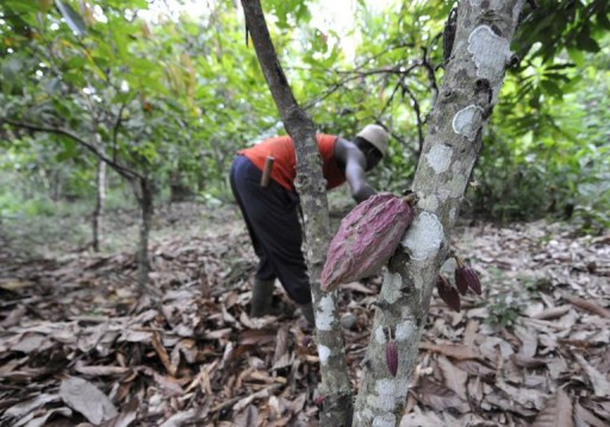 Cacao ivoirien: production record d’1,5 million de tonnes malgré la crise © AFP