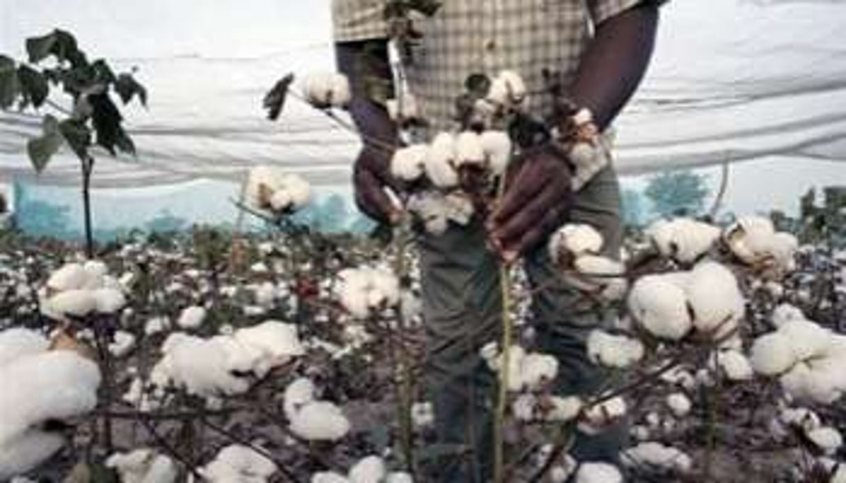 La hausse des cours du coton a moins profité à l’Afrique qu’aux pays occidentaux. © AFP