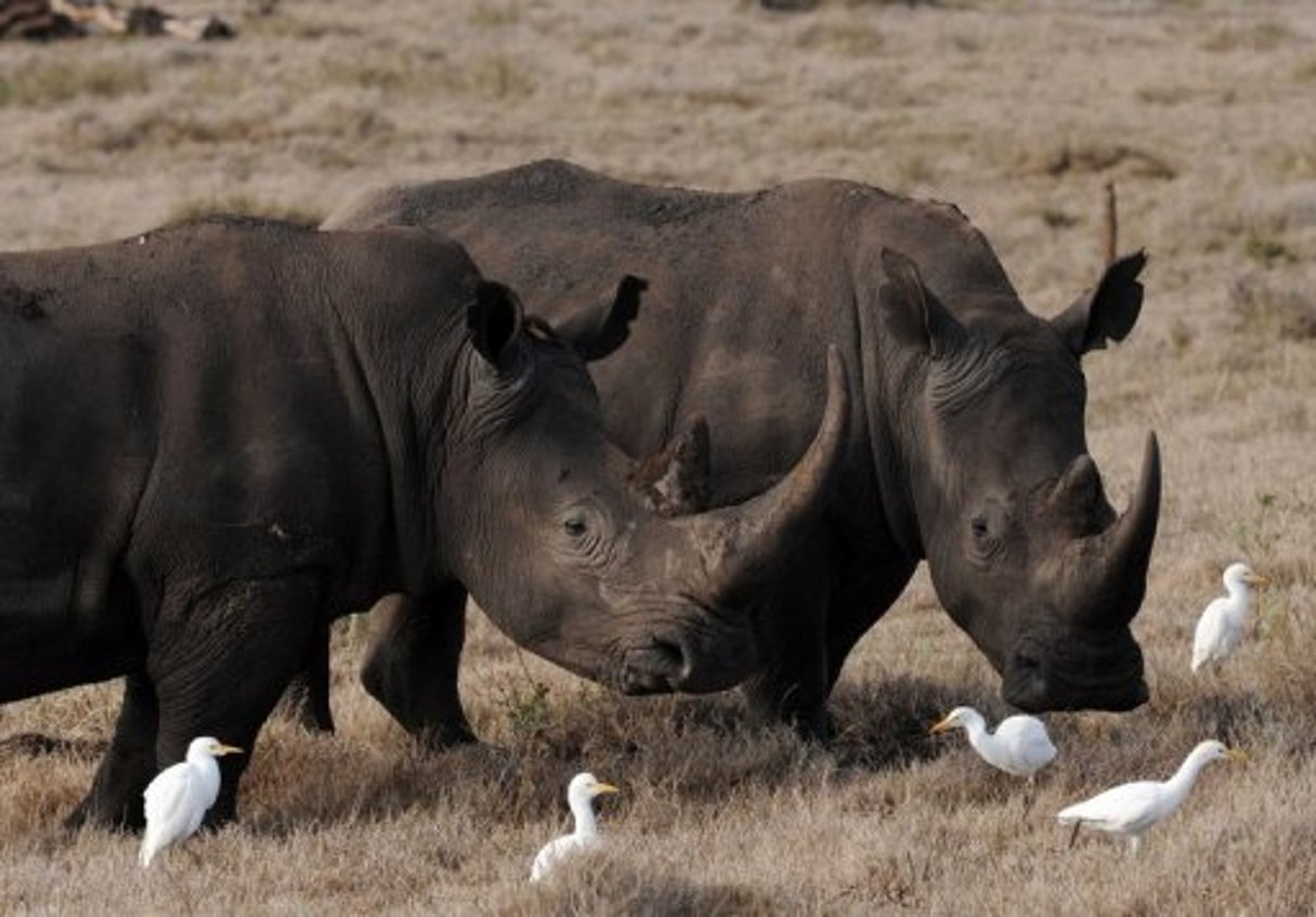 « Liste rouge » des espèces menacées: les rhinocéros en danger © AFP