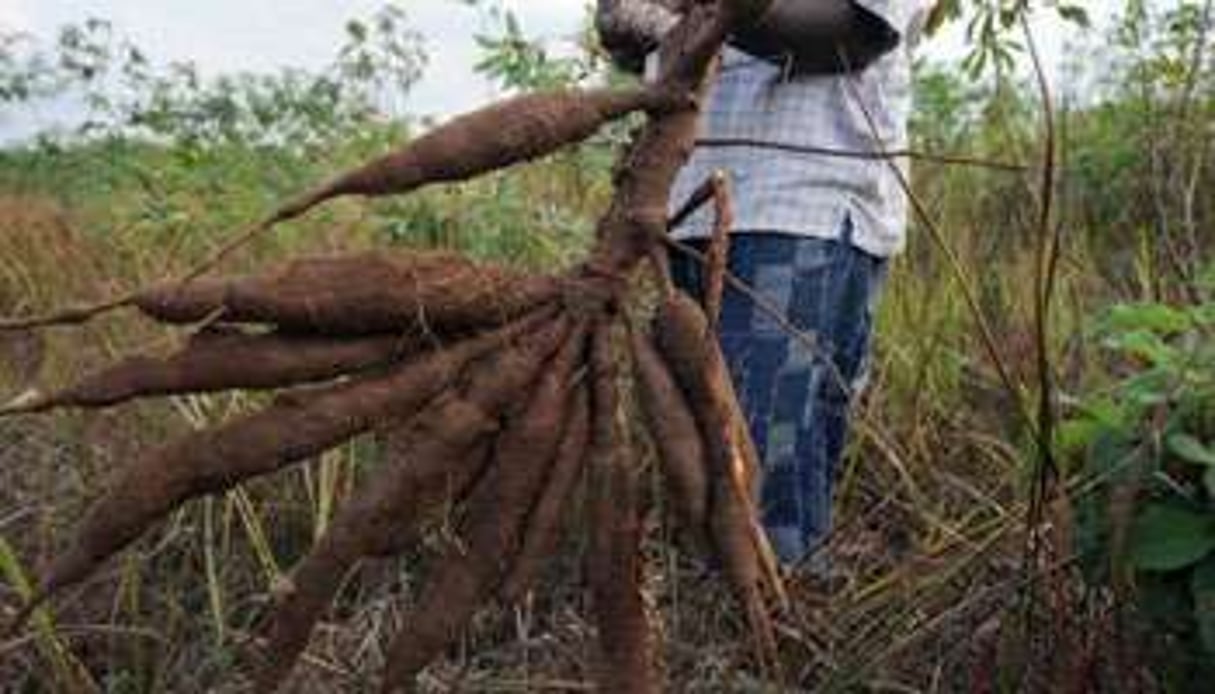 La FAO s’inquiète d’une épidémie du virus du manioc. © AFP