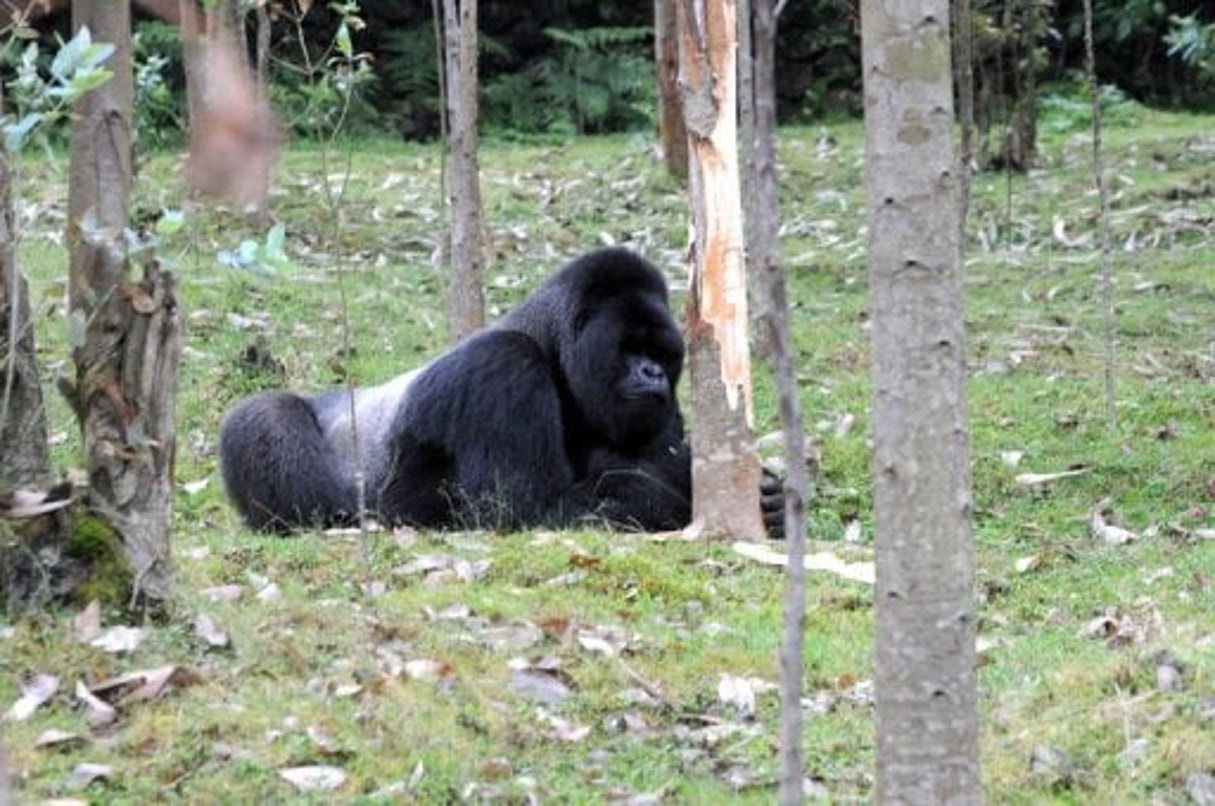Le Rwanda augmente de 50% le prix des visites aux gorilles de montagne © AFP