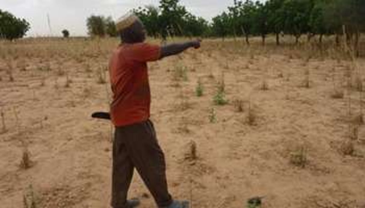 Le Niger investit pour prévenir les crises alimentaires. © AFP