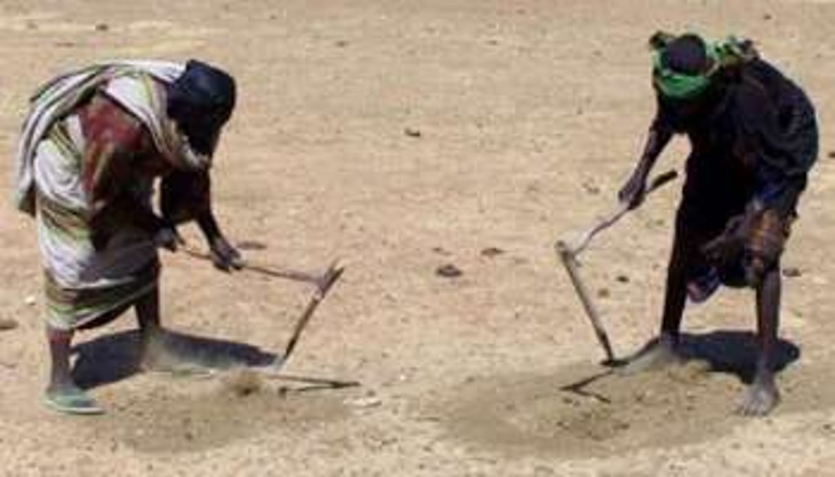 Suite au manque d’eau notamment, le Tchad subit une grave crise alimentaire. © AFP